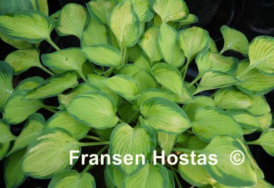 Hosta Goldrush